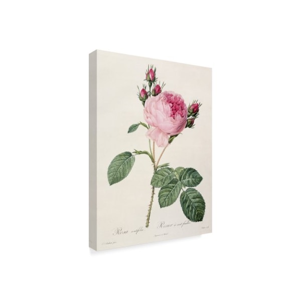 Pierre-Joseph Redoute 'Rosa Centifolia From Les Roses' Canvas Art,24x32